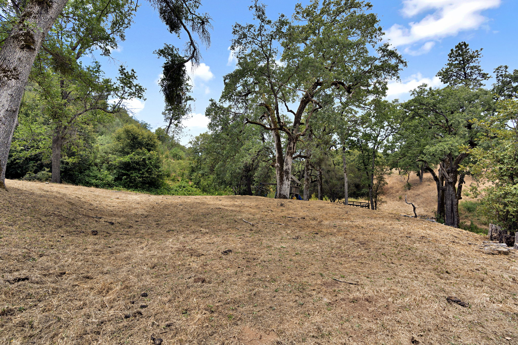 Sunlit meadow framed by ancient oaks