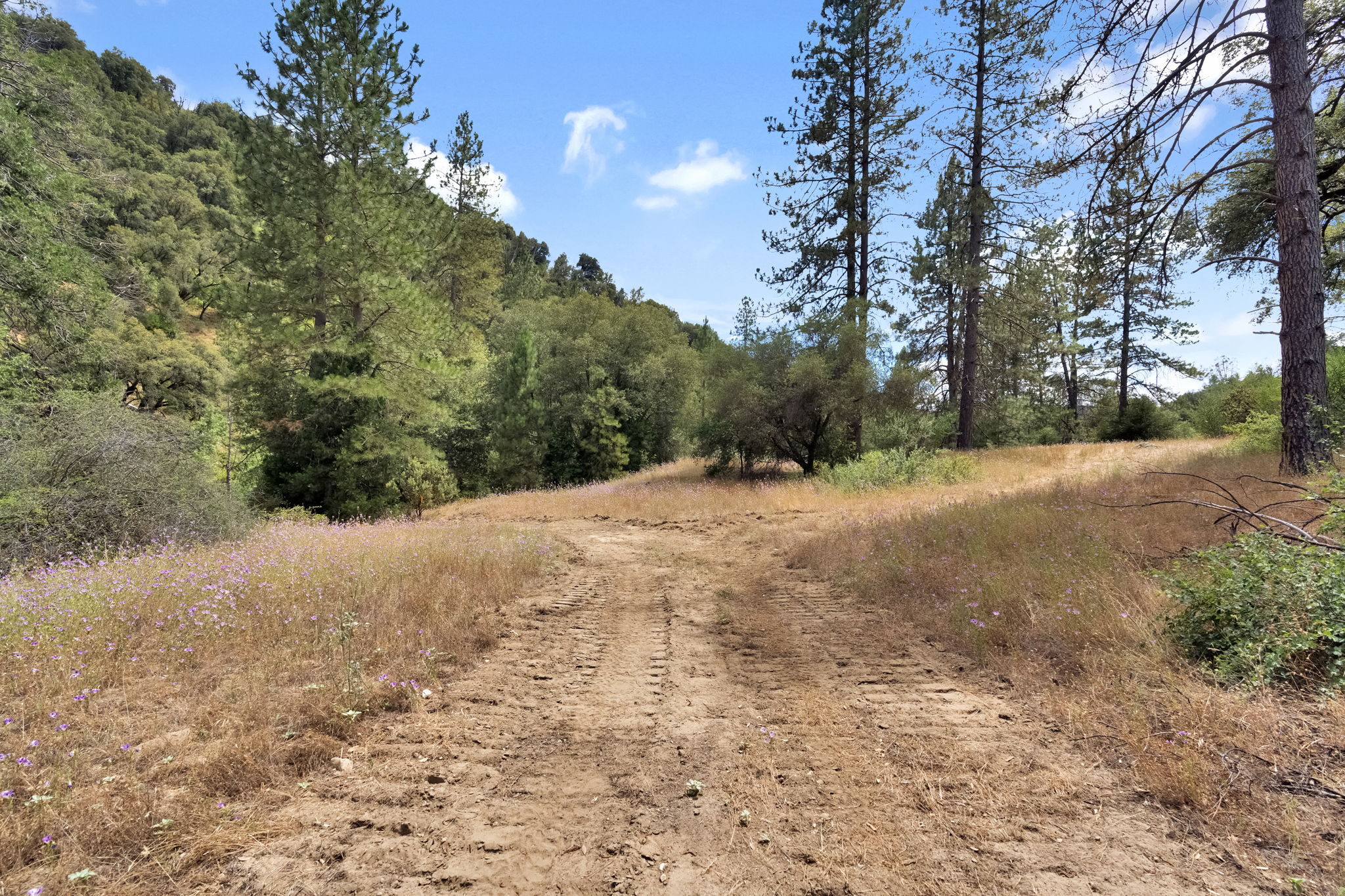 Path through golden meadow grasses