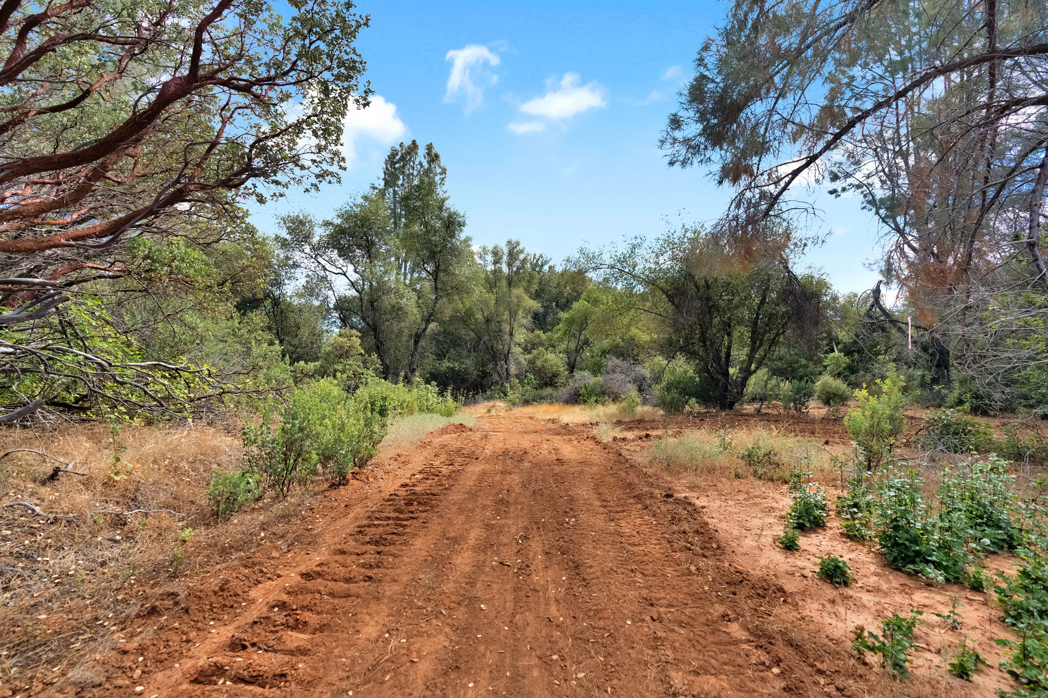 Ranch road winding through oak forest