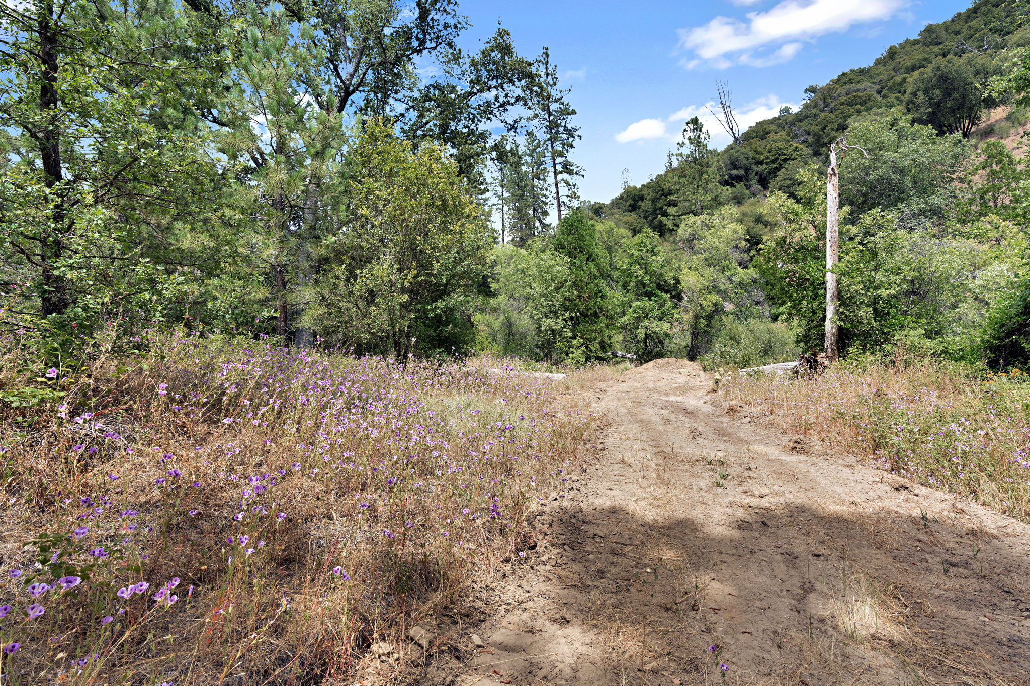 Forested hillside rising above the canyon
